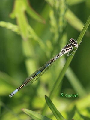 Coenagrion caerulescens macho en estado por Ricard-Lluis Castel Riu