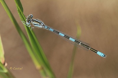 Coenagrion caerulescens macho en estado por Ricard-Lluis Castel Riu