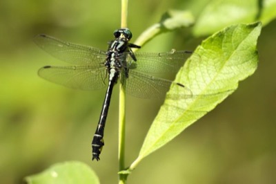 Gomphus vulgatissimus macho en estado por Andreas Thomas Hein