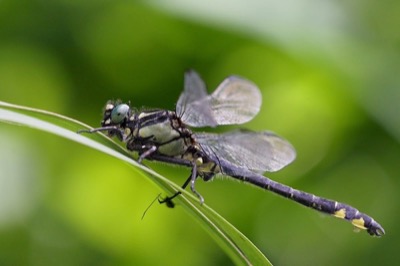 Gomphus vulgatissimus macho en estado por Andreas Thomas Hein