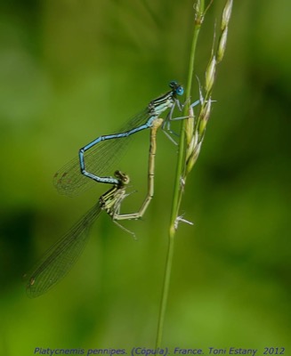 Platycnemis pennipes copula en estado por Toni Estany Caus