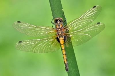 Leucorrhinia pectoralis hembra en estado por Andreas Thomas Hein