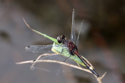 Leucorrhinia pectoralis macho en estado por Andreas Thomas Hein