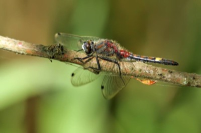 Leucorrhinia pectoralis macho en estado por Andreas Thomas Hein