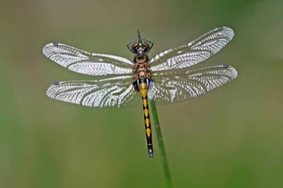 Leucorrhinia pectoralis macho en estado por Andreas Thomas Hein