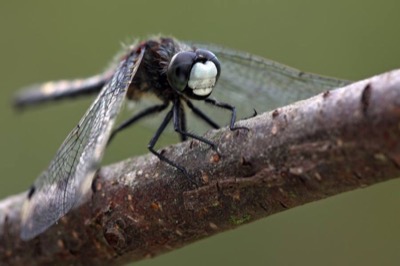 Leucorrhinia pectoralis macho en estado por Andreas Thomas Hein