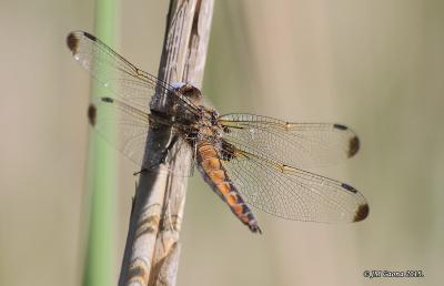 Libellula fulva hembra en estado adulto por Jose Manuel Gaona