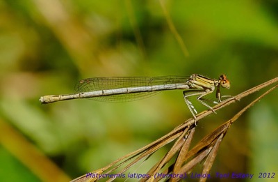 Platycnemis latipes hembra en estado por Toni Estany Caus