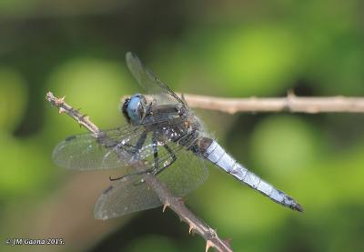 Libellula fulva macho en estado adulto por Jose Manuel Gaona