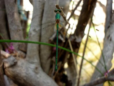 Lestes viridis hembra en estado adulto por Rafael Tamajón Gómez