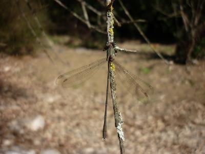 Lestes viridis macho en estado adulto por Rafael Tamajón Gómez