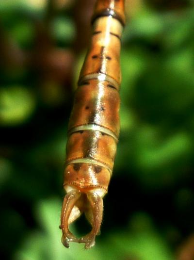 Onychogomphus costae macho en estado adulto por Rafael Tamajón Gómez