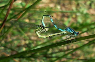 Coenagrion scitulum copula en estado adulto por Rafael Tamajón Gómez
