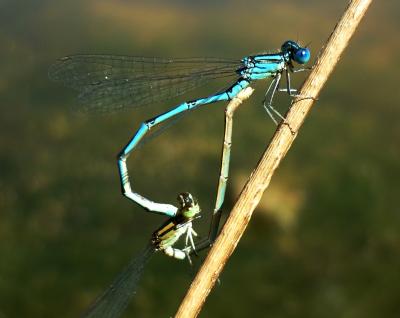 Erythromma lindenii copula en estado adulto por Rafael Tamajón Gómez
