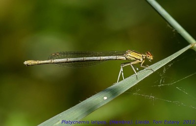 Platycnemis latipes hembra en estado por Toni Estany Caus