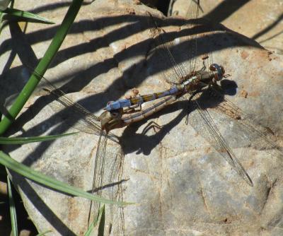 Orthetrum chrysostigma copula en estado adulto por Rafael Tamajón Gómez