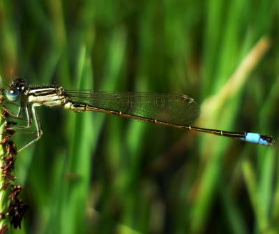 Ischnura graellsii macho en estado adulto por Rafael Tamajón Gómez