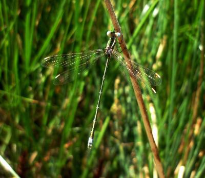 Lestes virens macho en estado adulto por Rafael Tamajón Gómez