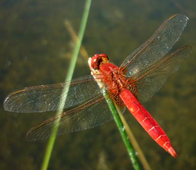 Crocothemis erythraea macho en estado adulto por Rafael Tamajn Gmez