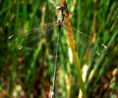 Lestes virens macho en estado adulto por Rafael Tamajón Gómez