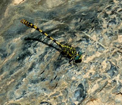 Onychogomphus forcipatus macho en estado adulto por Rafael Tamajón Gómez