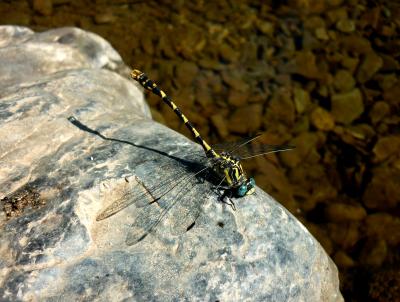 Onychogomphus uncatus macho en estado adulto por Rafael Tamajón Gómez