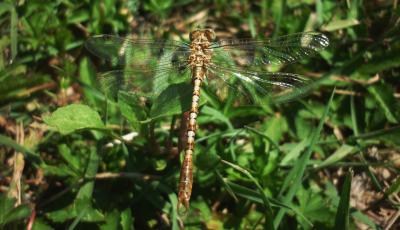 Onychogomphus costae macho en estado adulto por Rafael Tamajón Gómez