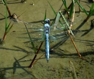 Orthetrum brunneum macho en estado adulto por Rafael Tamajón Gómez