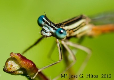 Platycnemis acutipennis en estado por María José G. Hitos