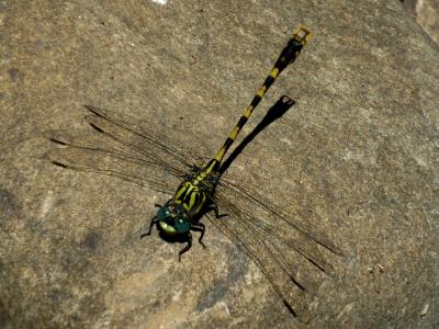 Onychogomphus uncatus macho en estado adulto por Rafael Tamajón Gómez