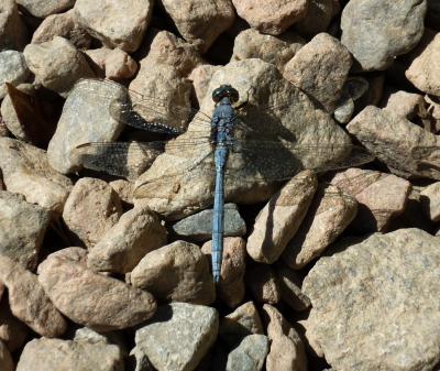 Orthetrum chrysostigma macho en estado adulto por Rafael Tamajón Gómez