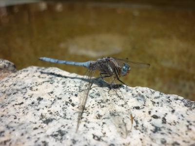 Orthetrum chrysostigma macho en estado adulto por Rafael Tamajón Gómez