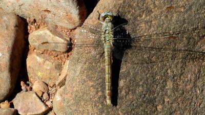 Orthetrum coerulescens hembra en estado adulto por Rafael Tamajón Gómez