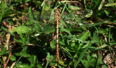 Onychogomphus costae macho en estado adulto por Rafael Tamajón Gómez