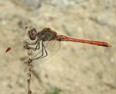 Sympetrum sinaiticum macho en estado adulto por Rafael Tamajón Gómez
