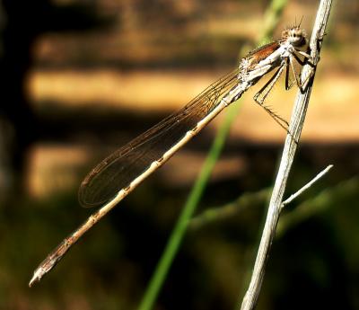 Sympecma fusca macho en estado adulto por Rafael Tamajón Gómez