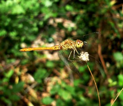 Sympetrum meridionale macho en estado inmaduro por Rafael Tamajón Gómez