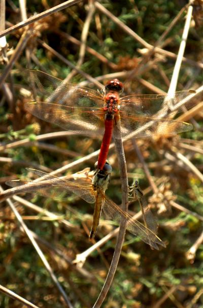 Sympetrum fonscolombii copula en estado adulto por Rafael Tamajón Gómez
