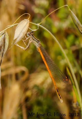 Platycnemis acutipennis en estado por María José G. Hitos