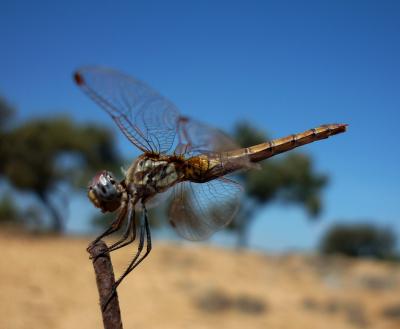 Trithemis annulata hembra en estado adulto por Rafael Tamajón Gómez