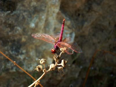 Trithemis annulata macho en estado adulto por Rafael Tamajón Gómez