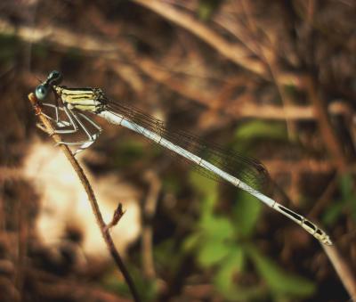 Platycnemis latipes macho en estado adulto por Rafael Tamajón Gómez