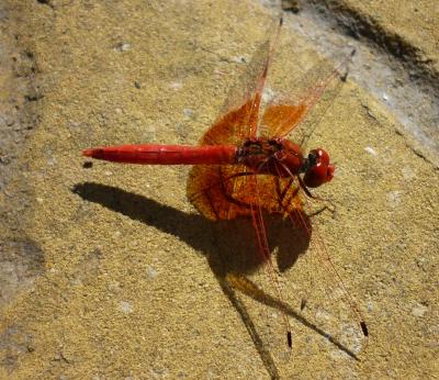 Trithemis kirbyi macho en estado adulto por Rafael Tamajn Gmez