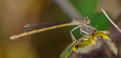 Platycnemis acutipennis en estado por María José G. Hitos