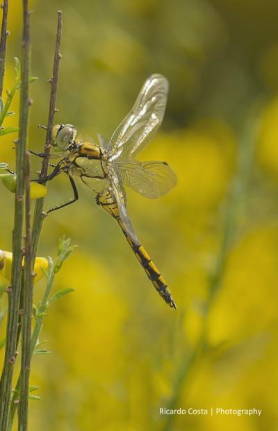 Orthetrum cancellatum macho en estado inmaduro por Ricardo Jorge Almeida Costa