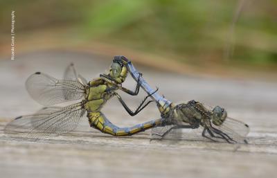 Orthetrum cancellatum copula en estado adulto por Ricardo Jorge Almeida Costa