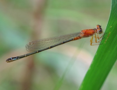 Ischnura graellsii hembra en estado por Miguel Olivera