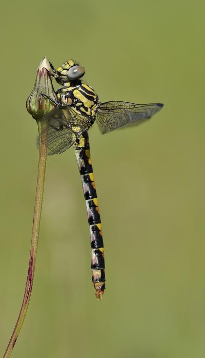 Onychogomphus uncatus hembra en estado joven por Ricardo Jorge Almeida Costa