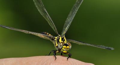 Onychogomphus uncatus hembra en estado joven por Ricardo Jorge Almeida Costa