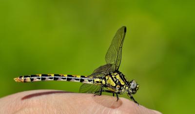 Onychogomphus uncatus hembra en estado joven por Ricardo Jorge Almeida Costa